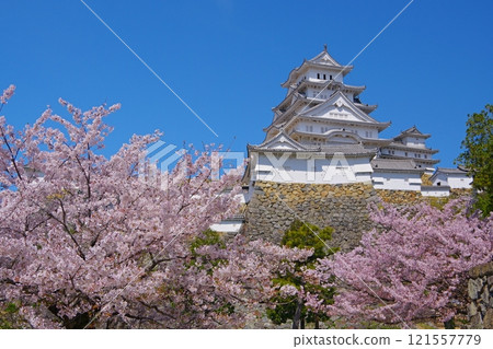 Himeji Castle main tower and cherry blossoms in full bloom against the blue sky as seen from the ruins of Himeji Castle's Kisaimon Gate Ver6 121557779