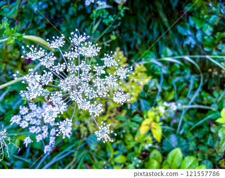 煙火般的白色花朵~Ohanaudo~ 121557786