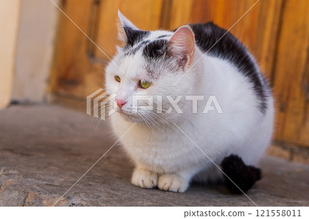 A fluffy white and black cat sits at the entrance of the street and looks to the left, the horizon is tilted to the right. Pets and pets living in the neighborhood of people 121558011