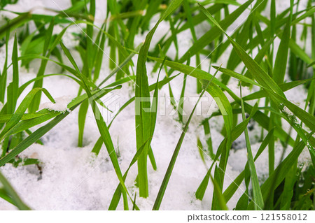 Green cereal plants with long leaves, close-up of which white snow has fallen and in some places has begun to melt. Spring natural scene. Change of seasons, colors in the environment Green cereal plants with long leaves, close-up of which white snow has fallen and in some places has begun to melt. Spring natural scene. Change of seasons, colors in the environment 121558012