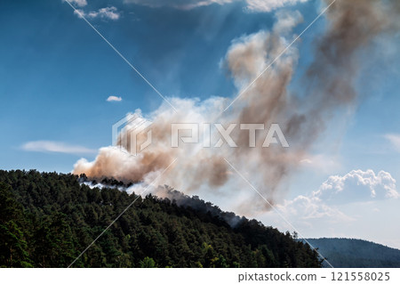 Forest fire. Smoke on conifers 121558025