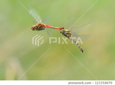A pair of summer darters engaged in spawning behavior 121558070