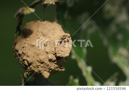 一種tokribachi巢 一種tokribachi巢 121558596