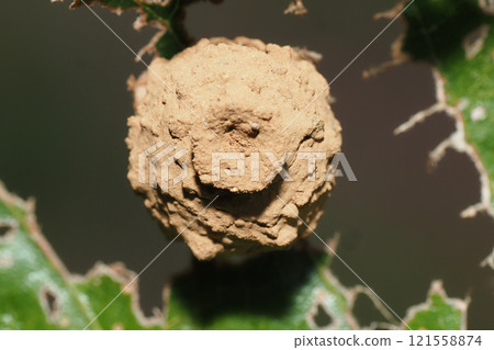 A kind of nest of tokribachi A kind of nest of tokribachi 121558874
