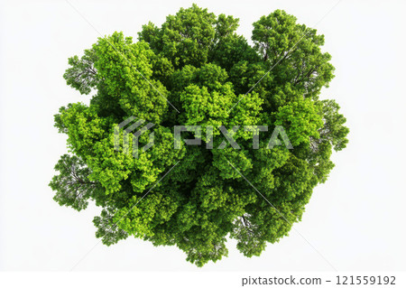 Top view single large woodland trees on transparent white backgrounds. 121559192