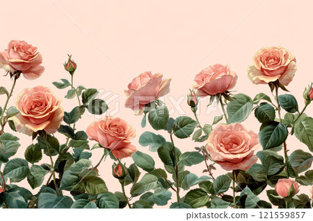 A row of pink roses with green leaves on a pink background. 121559857
