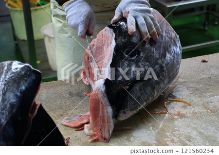 鮪魚工匠正在宰殺生藍鰭鮪魚 鮪魚工匠正在宰殺生藍鰭鮪魚 121560234