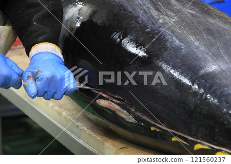 鮪魚工匠正在宰殺生藍鰭鮪魚 121560237