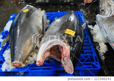 鮪魚工匠正在宰殺生藍鰭鮪魚 121560241