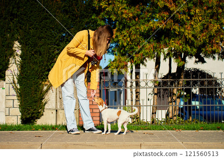 Woman rewarding her Jack Russell Terrier while walking on sidewalk Woman rewarding her Jack Russell Terrier while walking on sidewalk 121560513