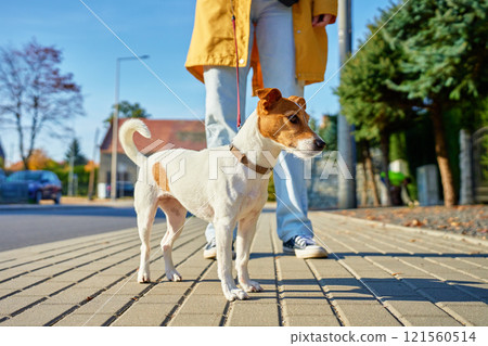 Jack Russell Terrier standing on sidewalk with owner Jack Russell Terrier standing on sidewalk with owner 121560514