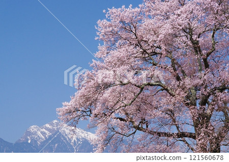 Cherry blossoms in full bloom and snow on Mount Kaikoma 121560678