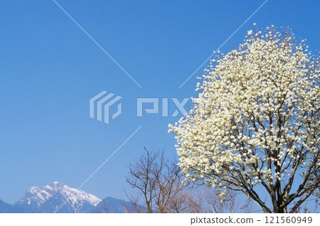 White magnolia flowers and remaining snow on Mt. Kaikoma 121560949