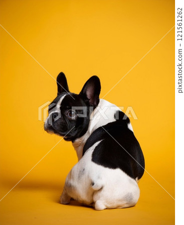 French bulldog sitting on the yellow background 121561262
