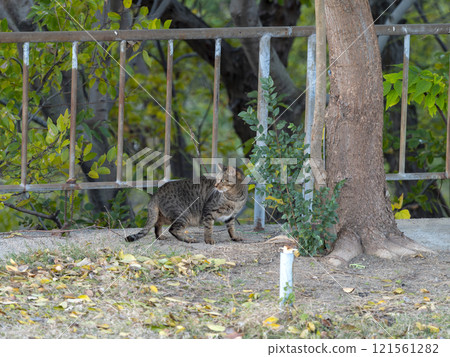 生活在河床上的當地貓 121561282
