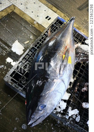 Auctioned Bluefin Tuna - Fresh Bluefin Tuna Auctioned Bluefin Tuna - Fresh Bluefin Tuna 121561298