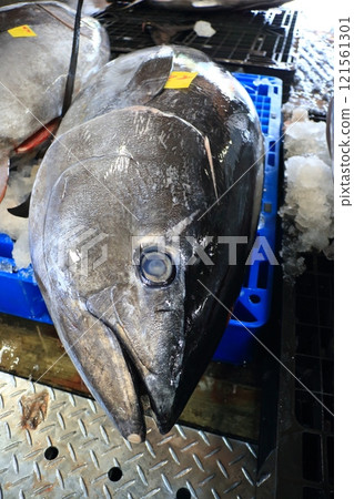 拍賣藍鰭鮪魚 生藍鰭鮪魚 拍賣藍鰭鮪魚 生藍鰭鮪魚 121561301