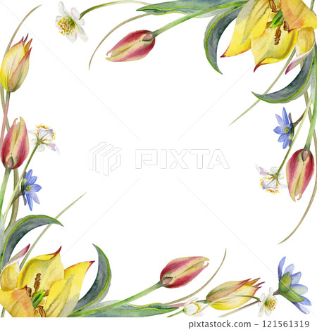 Spring flowers, blue hepatica forget-me-not, white forest anemone primrose, yellow and red tulip, grass, hand drawn in watercolor. Border frame illustration, for wedding, florist shop, stationery. 121561319