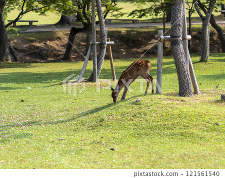 Cute fawn in Nara Park 121561540