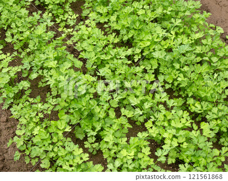Italian parsley cultivation 121561868
