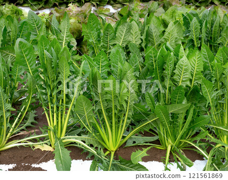 Cultivation of leaf chicory Catalonia 121561869
