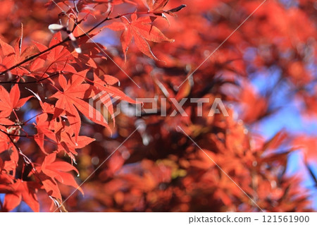秋葉變成鮮紅，鮮紅的楓樹，秋葉 121561900
