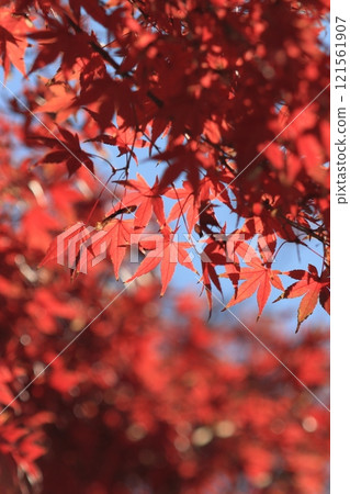秋葉變成鮮紅，鮮紅的楓樹，秋葉 121561907