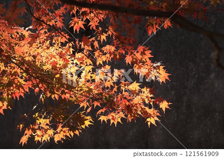 Bright red maple leaves, autumn leaves 121561909