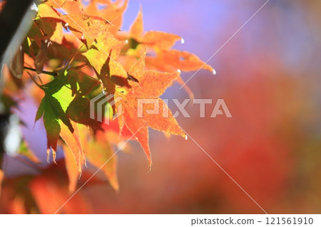 秋葉變成鮮紅,鮮紅的楓樹,秋葉 秋葉變成鮮紅,鮮紅的楓樹,秋葉 121561910