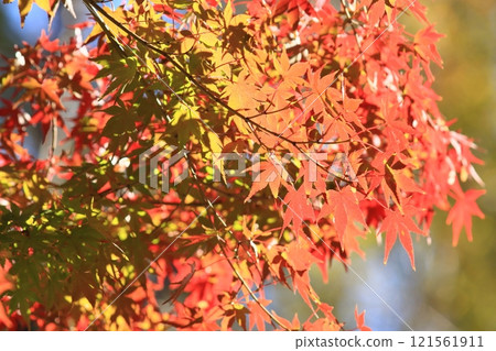 秋葉變成鮮紅，鮮紅的楓樹，秋葉 121561911
