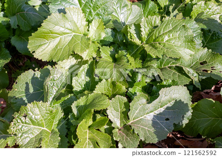 葉味辛辣的芥菜，又稱蕓薹科 [Brassicaceae] 121562592