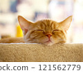 Sleeping plump brown tabby kitten with chin resting 121562779