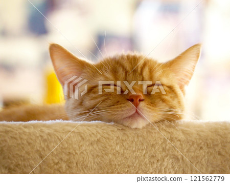 Sleeping plump brown tabby kitten with chin resting Sleeping plump brown tabby kitten with chin resting 121562779
