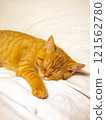 Sleeping brown tabby kitten vertical 121562780