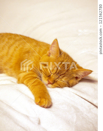 Sleeping brown tabby kitten vertical Sleeping brown tabby kitten vertical 121562780