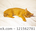 Sleeping brown tabby kitten, whole body 121562781