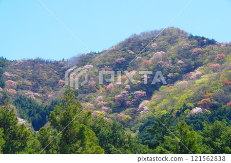 Cherry blossoms bloom in the Chichibu mountains in spring Cherry blossoms bloom in the Chichibu mountains in spring 121562838