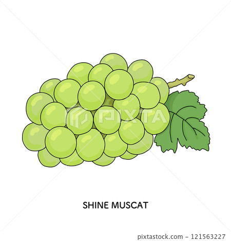 閃耀馬斯喀特線描插圖 閃耀馬斯喀特線描插圖 121563227