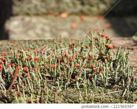 核心卡米苔蘚（小紅果苔）：具有紅色生殖器官的狀態 121563387