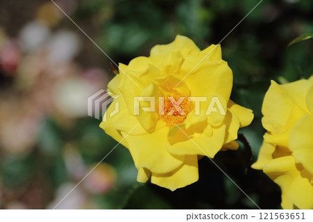 gardening roses, 121563651