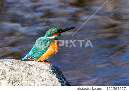 Kingfisher 121563657