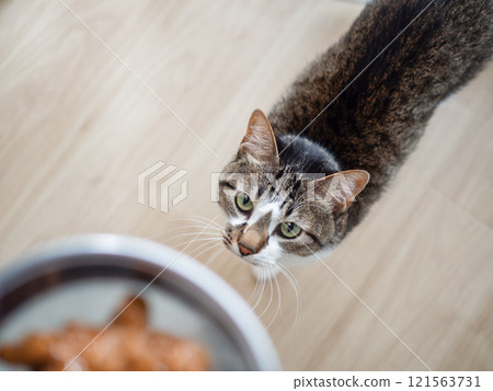 Cat receiving cat food Cat receiving cat food 121563731