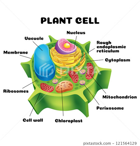 Vector illustration of the Plant cell anatomy structure. Educational infographic 121564129