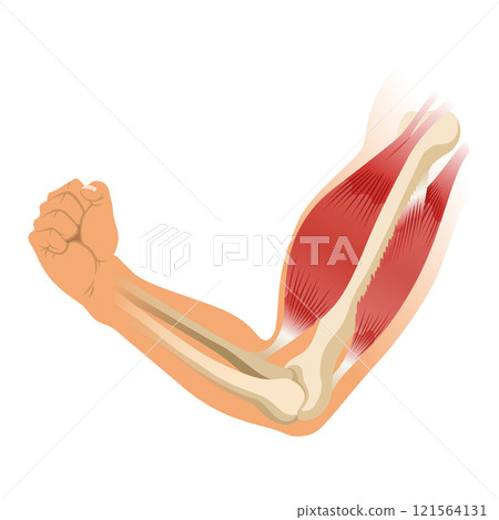 Arm muscle biceps with skeleton. Muscle tension of human hand on white background. Bones and joints in male silhouette. Medical vector illustration of hand for clinic or hospital Arm muscle biceps with skeleton. Muscle tension of human hand on white background. Bones and joints in male silhouette. Medical vector illustration of hand for clinic or hospital 121564131
