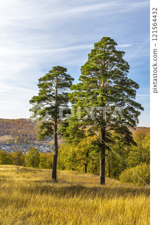 Pines on the slope 121564432