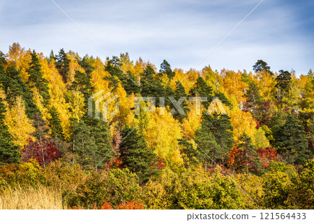 Beautiful autumn forest 121564433