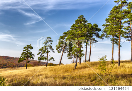 Pines on the slope 121564434