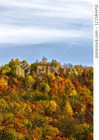 Beautiful autumn forest 121564458