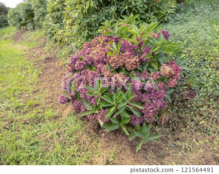 Hydrangea shrub with dry purple flower heads in the autumn. 121564491