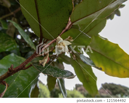 Elaeagnus pungens, thorny olive,spiny oleaster or silverthorn plant branch with flower and leaves Elaeagnus pungens, thorny olive,spiny oleaster or silverthorn plant branch with flower and leaves 121564492